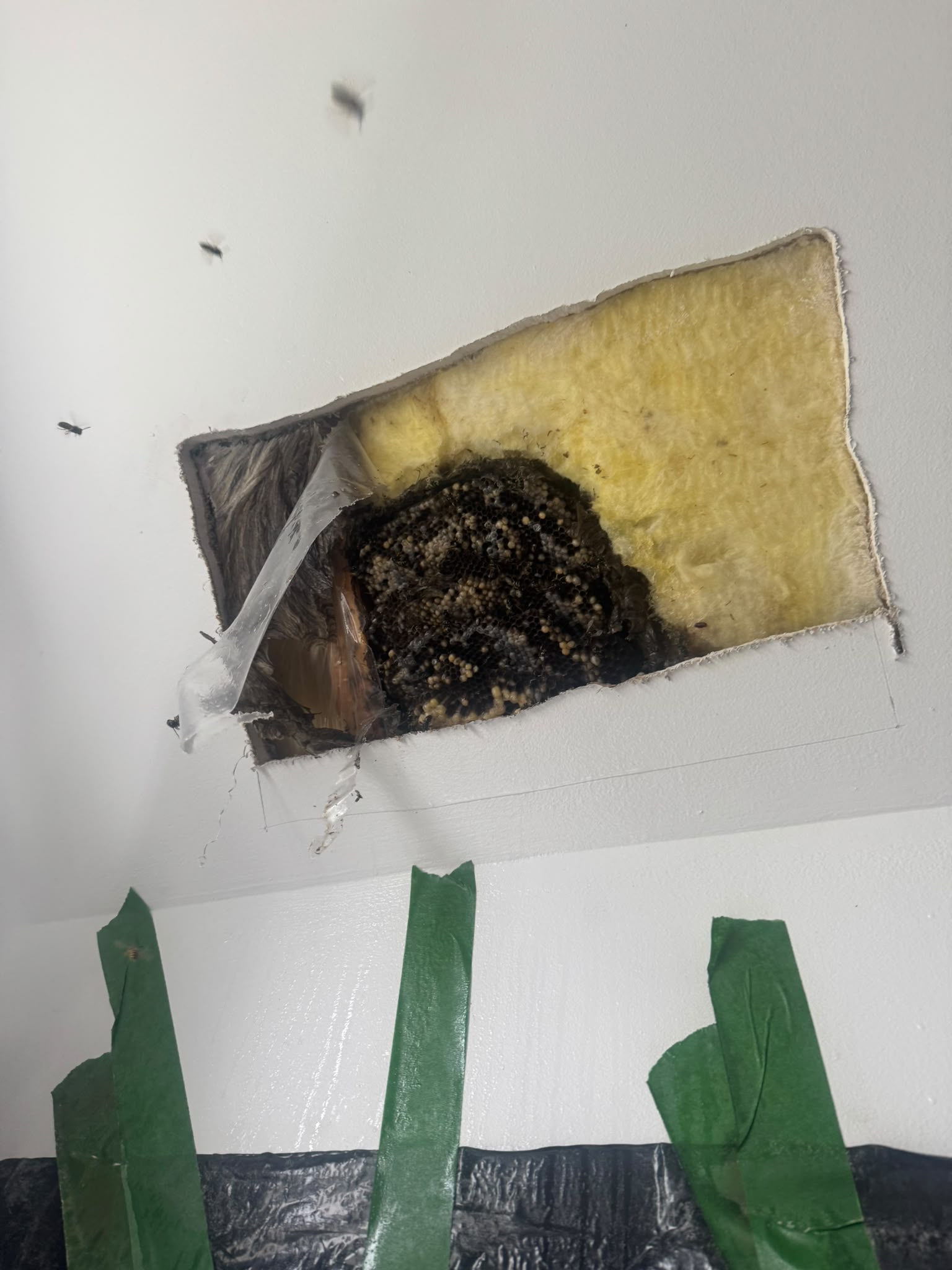 Ceiling access area precisely marked for hidden nest removal